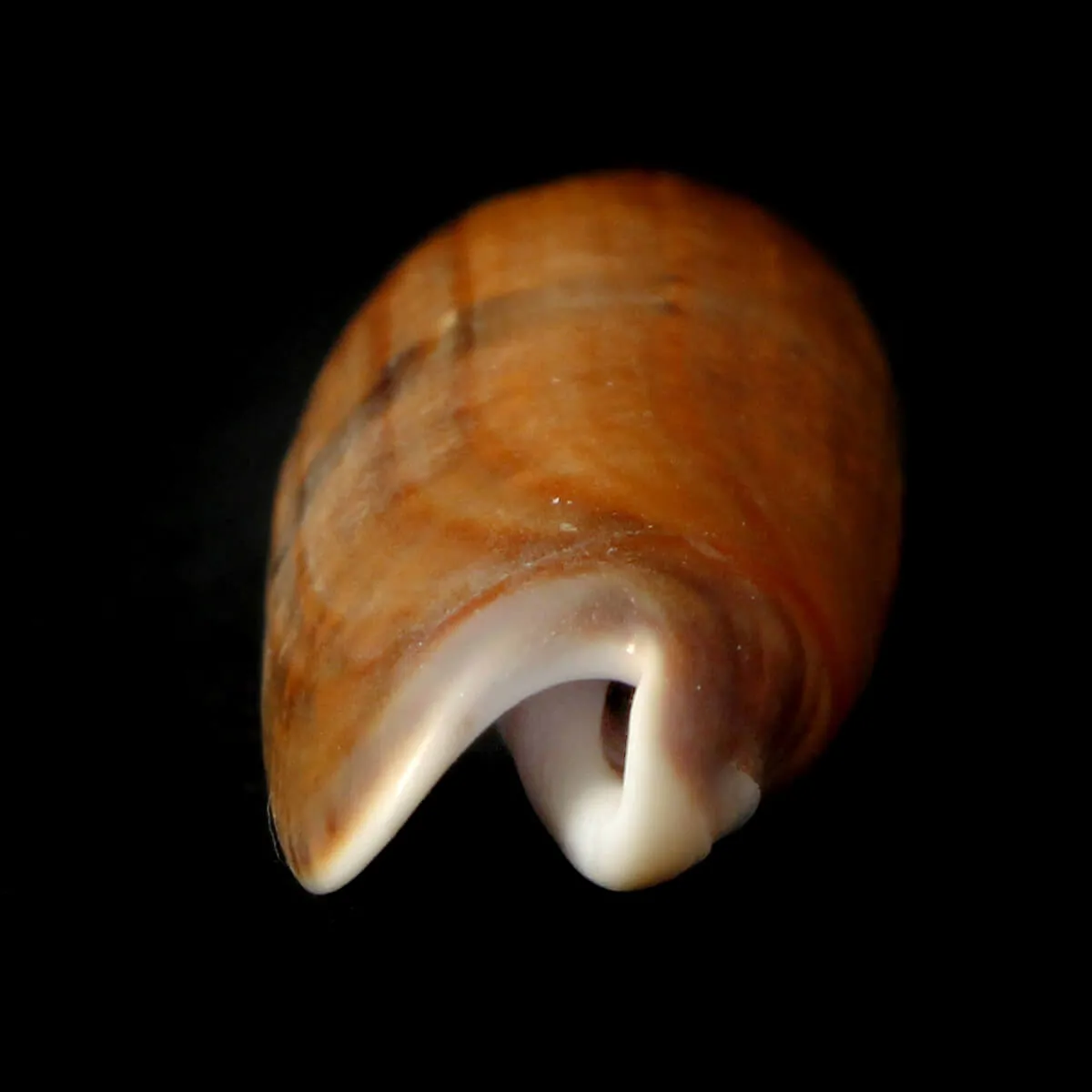 Oliva Lignaria