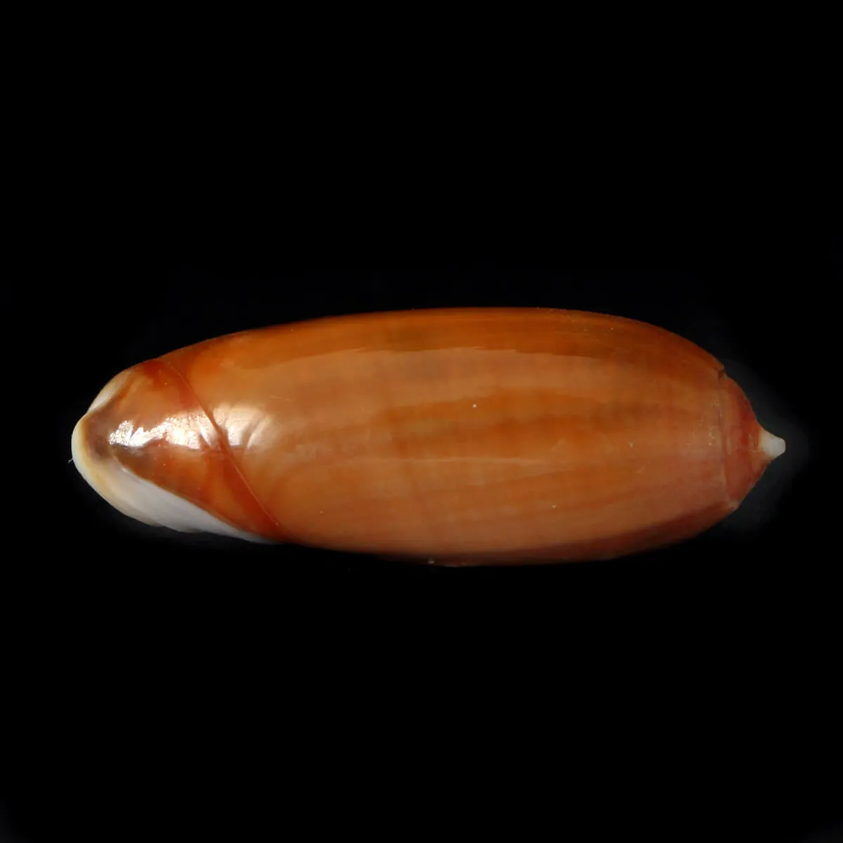 Oliva Lignaria