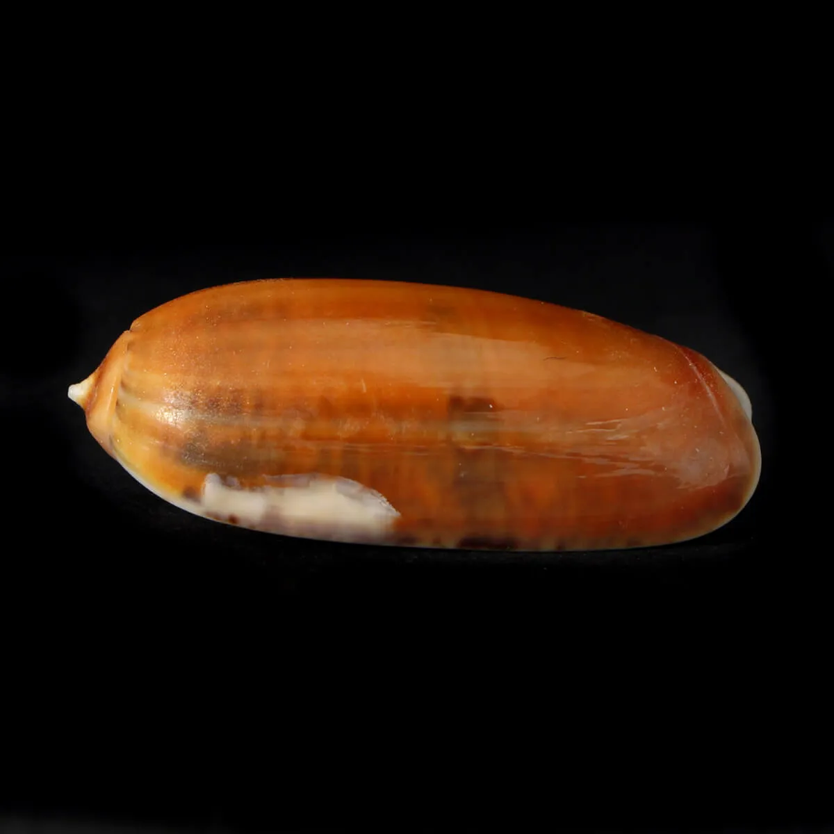 Oliva Lignaria