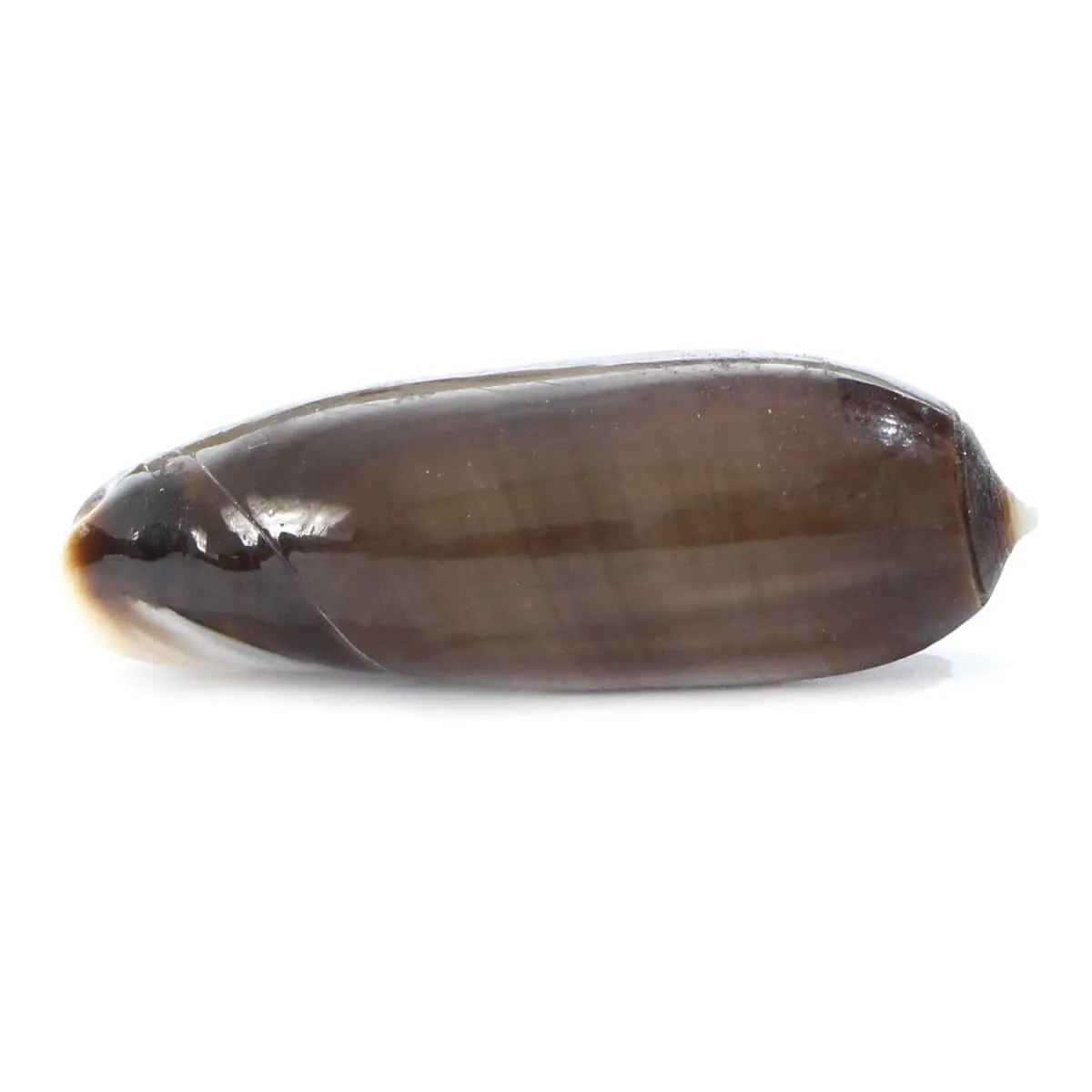 Oliva Lignaria