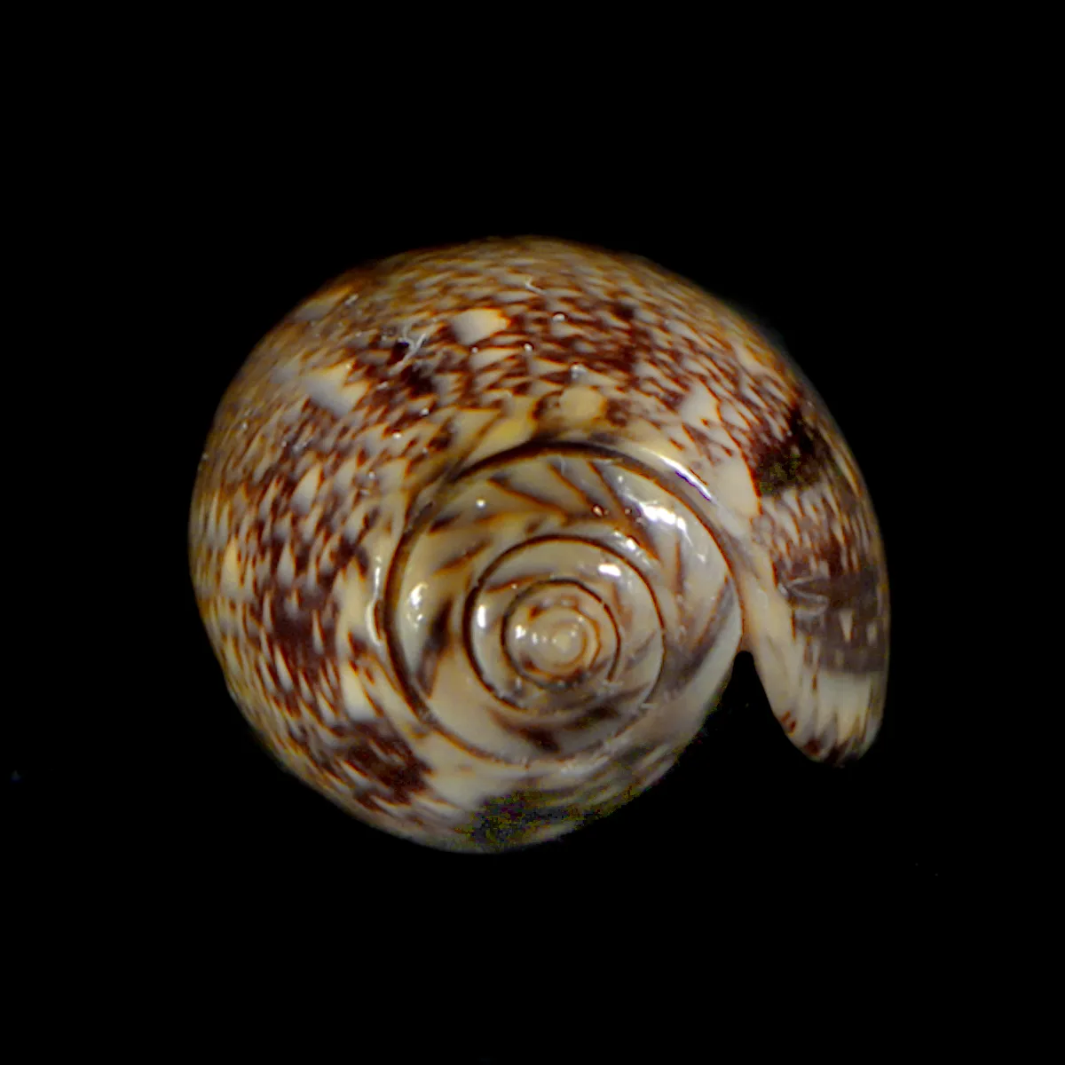 Oliva Reticulata