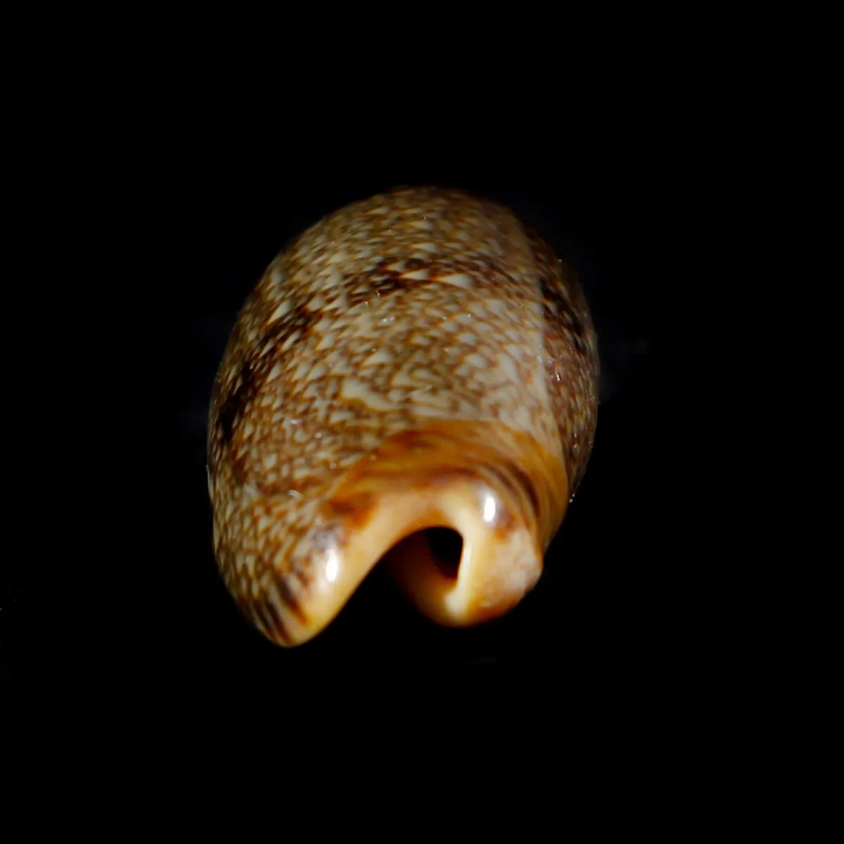 Oliva Reticulata