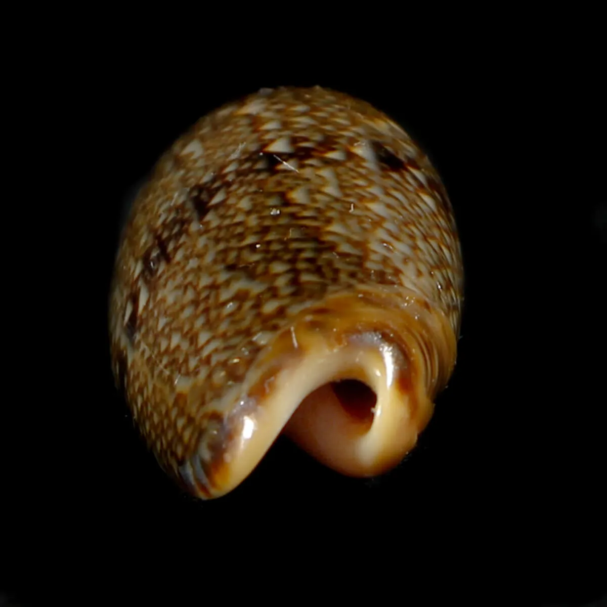 Oliva Reticulata