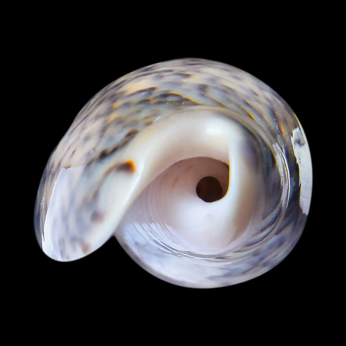  Oliva Tremulina F. Flammeacolor