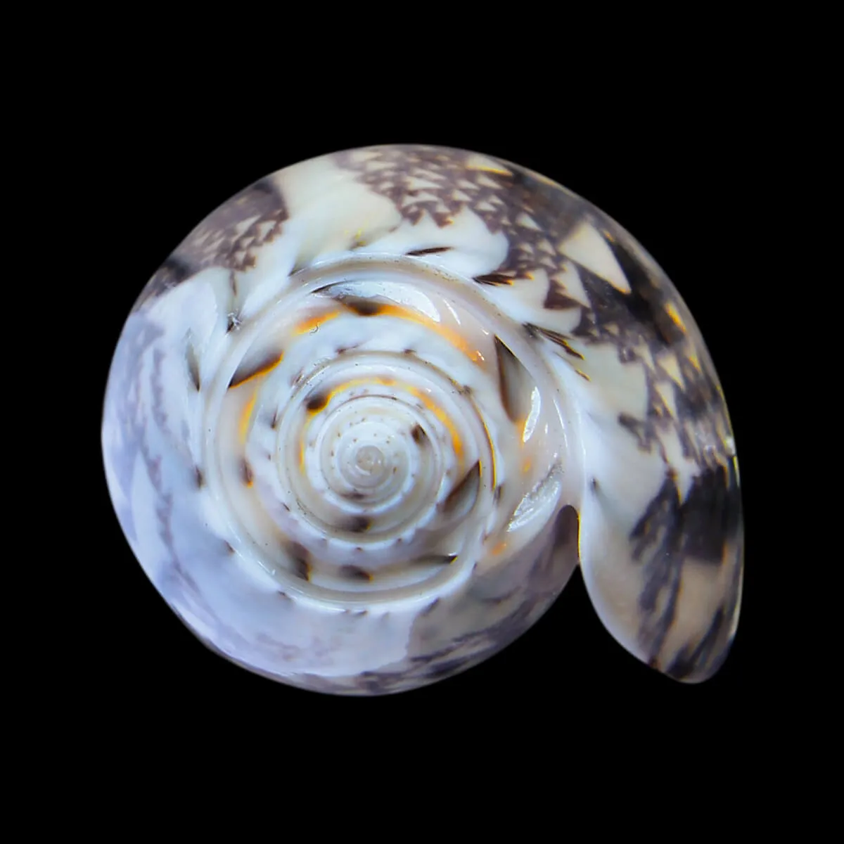  Oliva Tremulina F. Flammeacolor