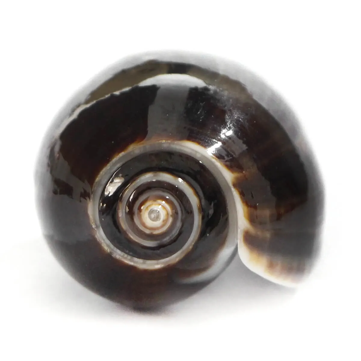 Oliva Tigrina F. Fallax