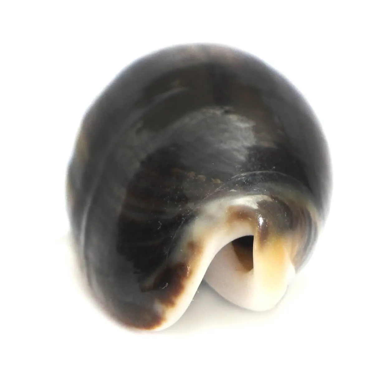 Oliva Tigrina F.Fallax