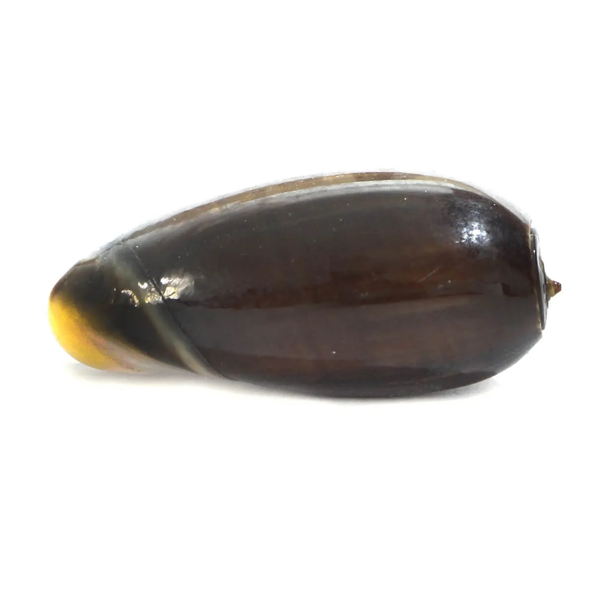 Oliva Tigrina F.Fallax