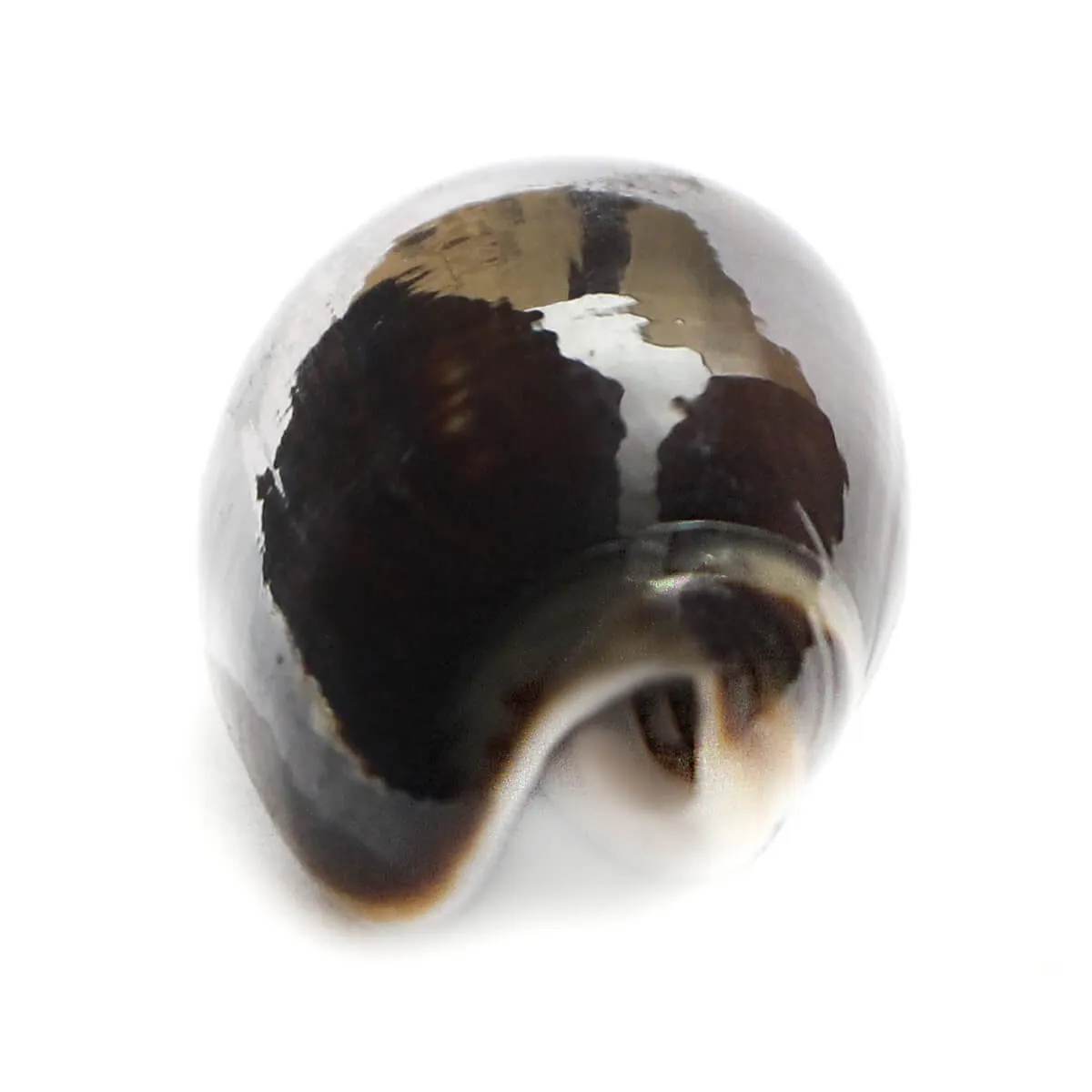 Oliva Tigrina F.Fallax