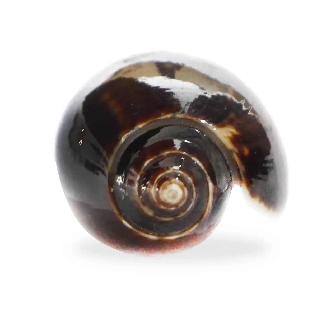 Oliva Tigrina F.Fallax