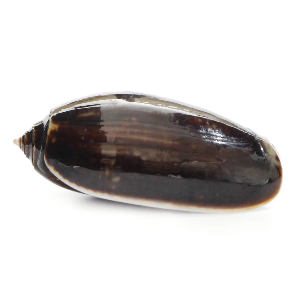 Oliva Tigrina F.Fallax