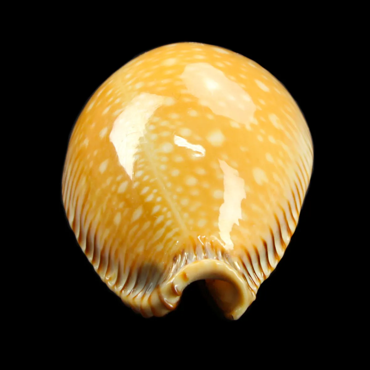 Cypraea Perisserosa