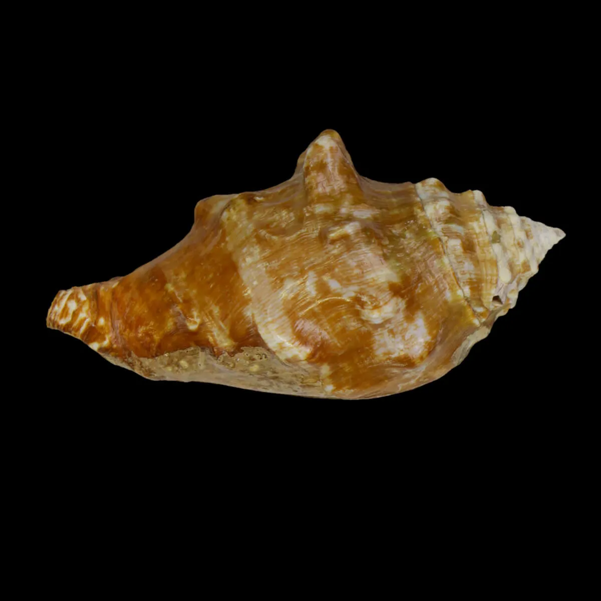 Persististrombus Latus Arenensis