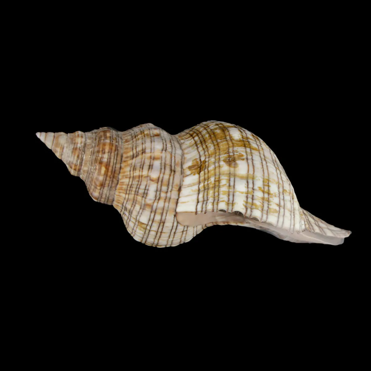 Pleuroploca Lischkeana