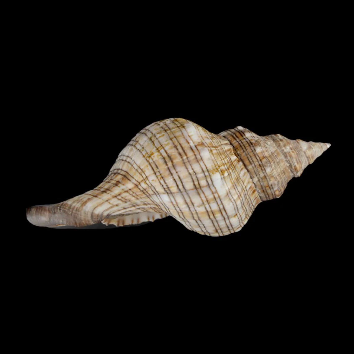 Pleuroploca Lischkeana