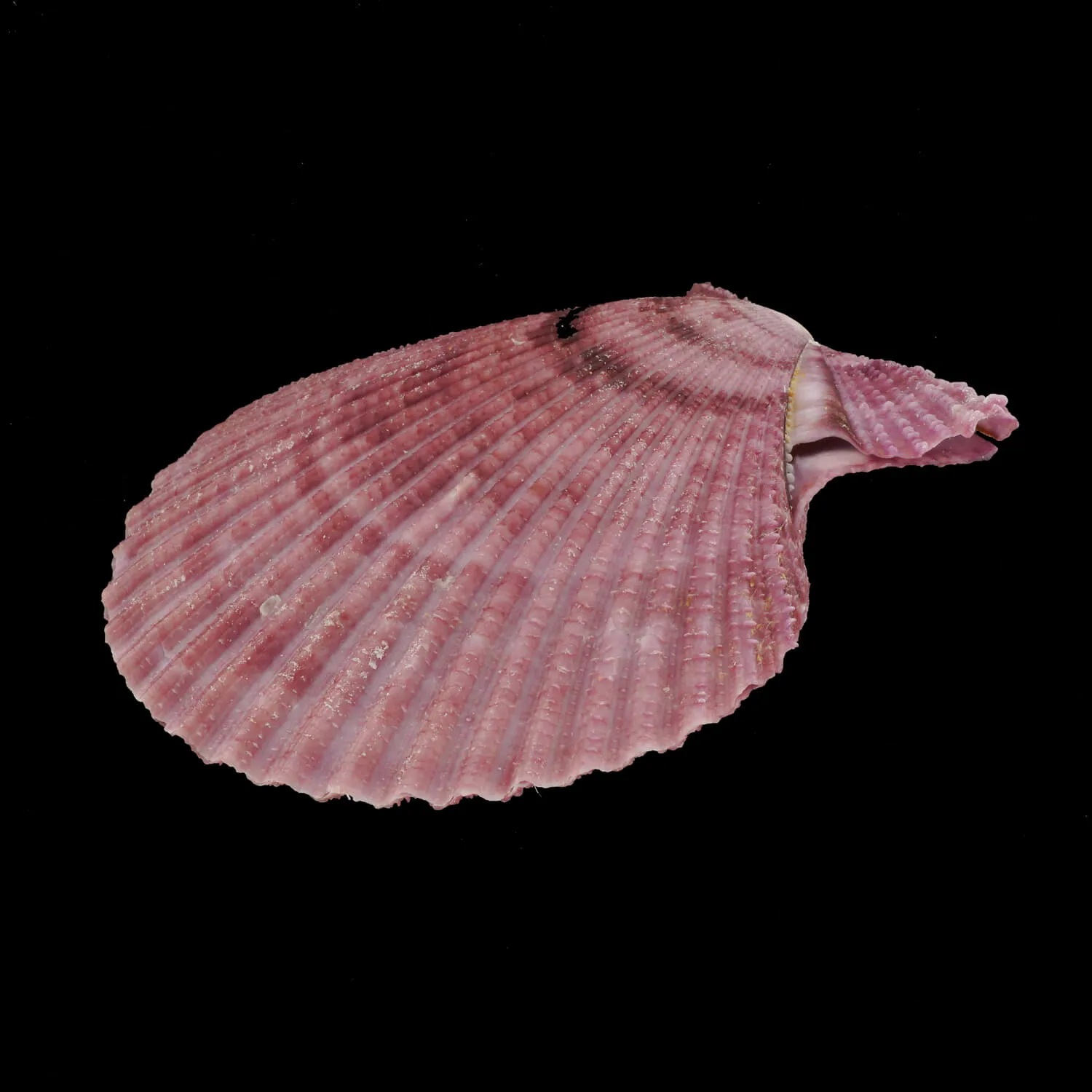 Mimachlamys Gloriosa