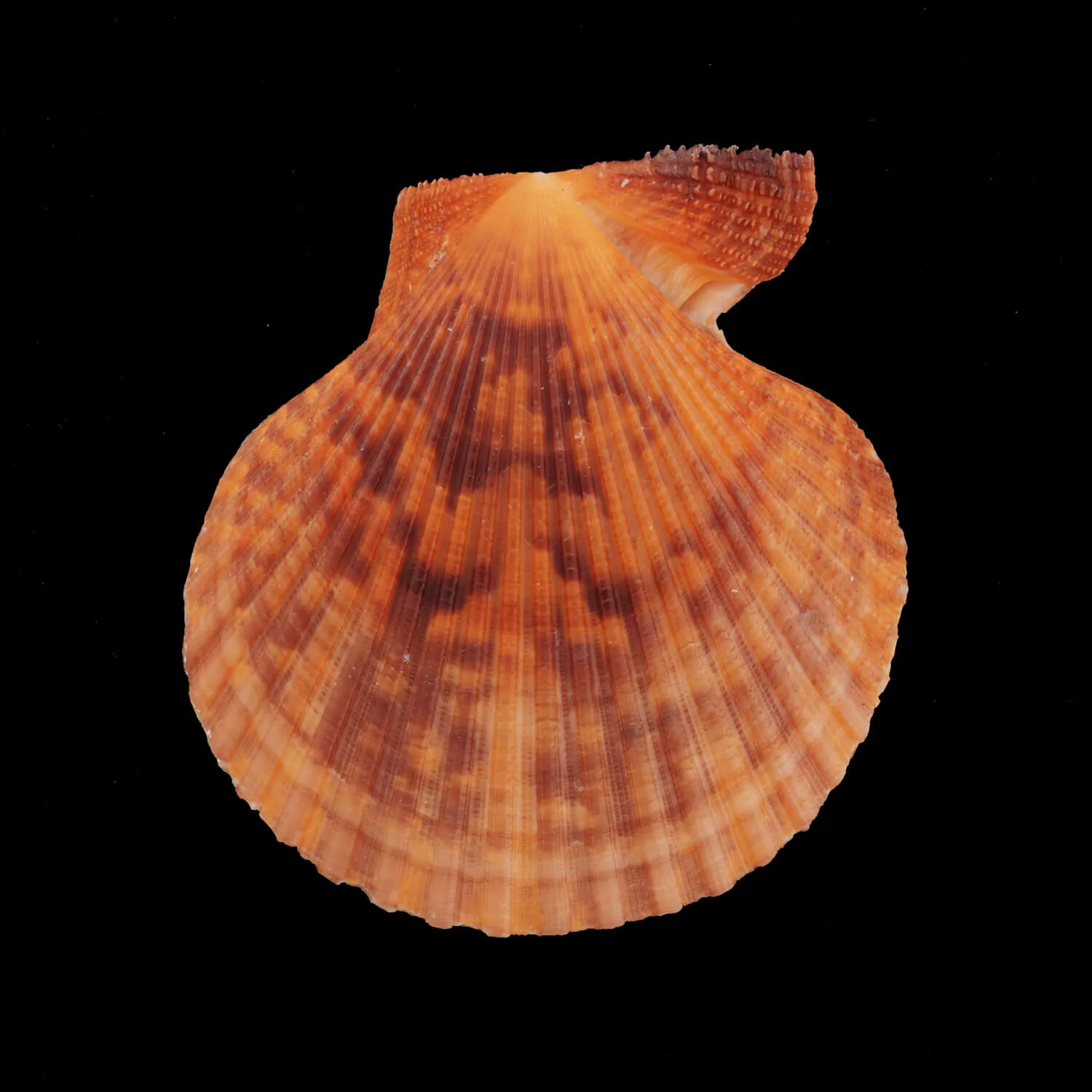 Mimachlamys Gloriosa