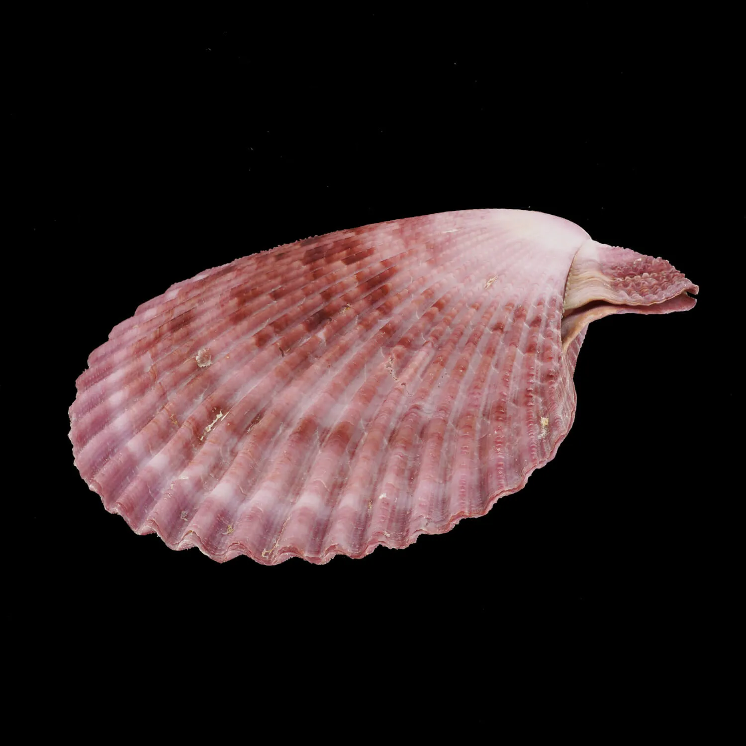 Mimachlamys Gloriosa