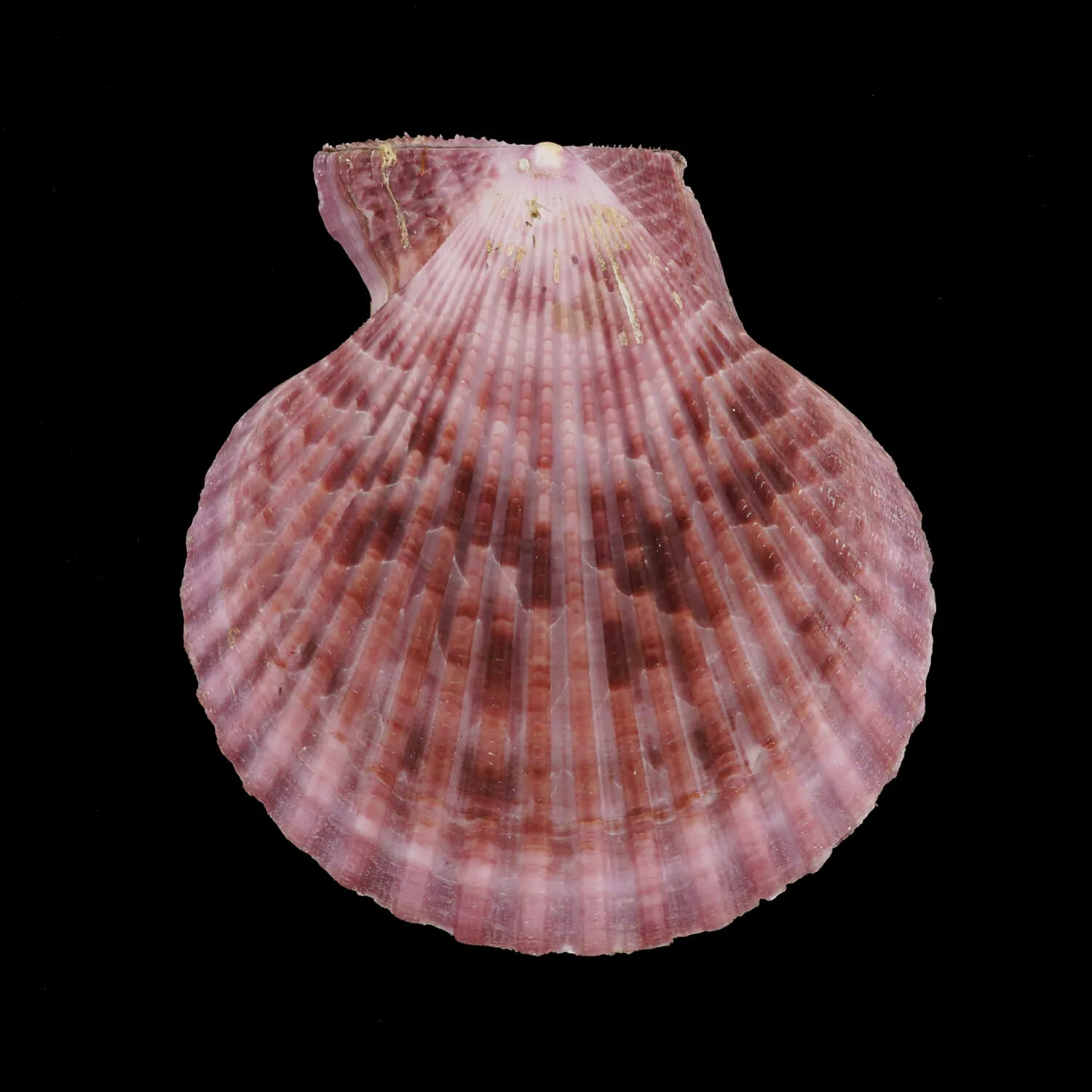 Mimachlamys Gloriosa