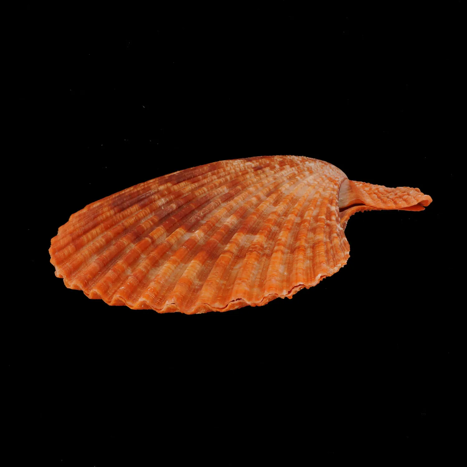 Mimachlamys Gloriosa
