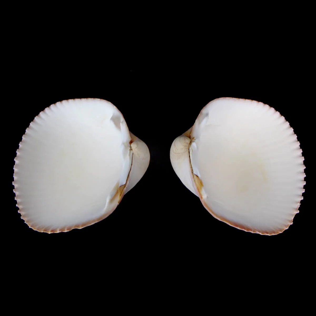 Maoricardium Pseudolima