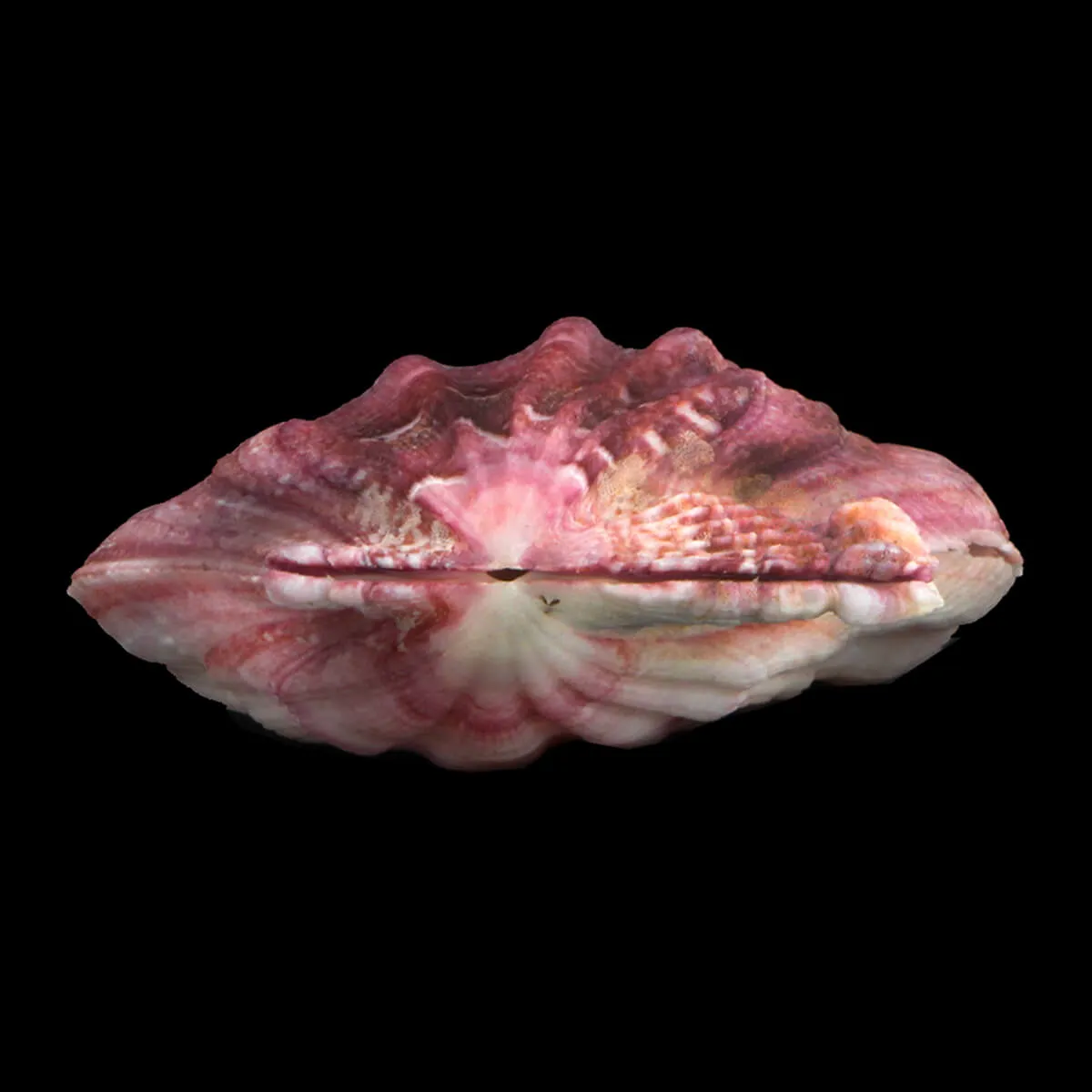 Swiftopecten Swiftii
