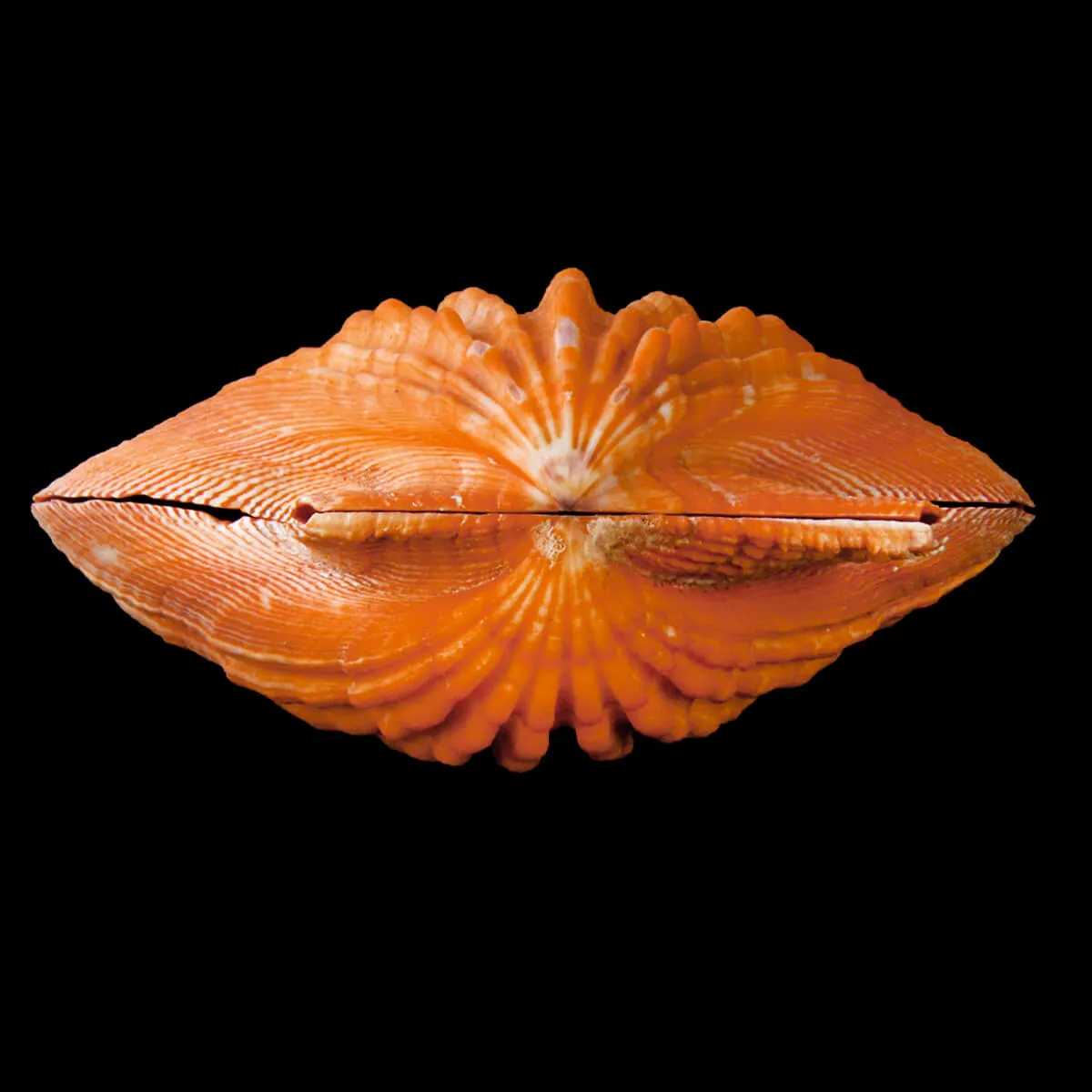 Nodipecten Subnodosus