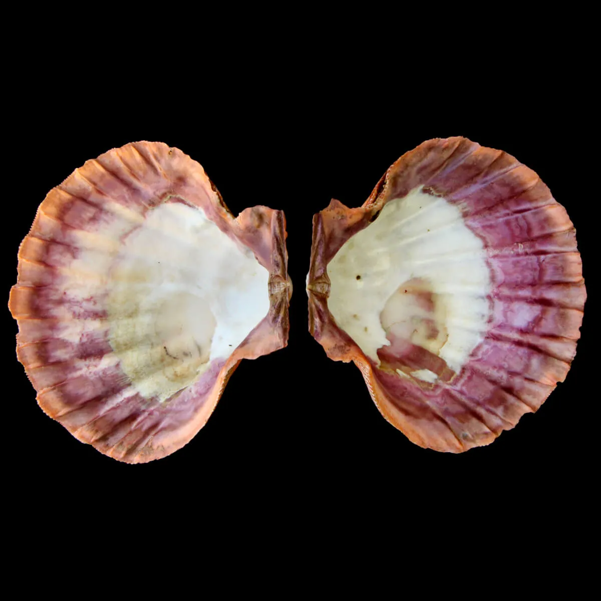 Nodipecten Subnodosus
