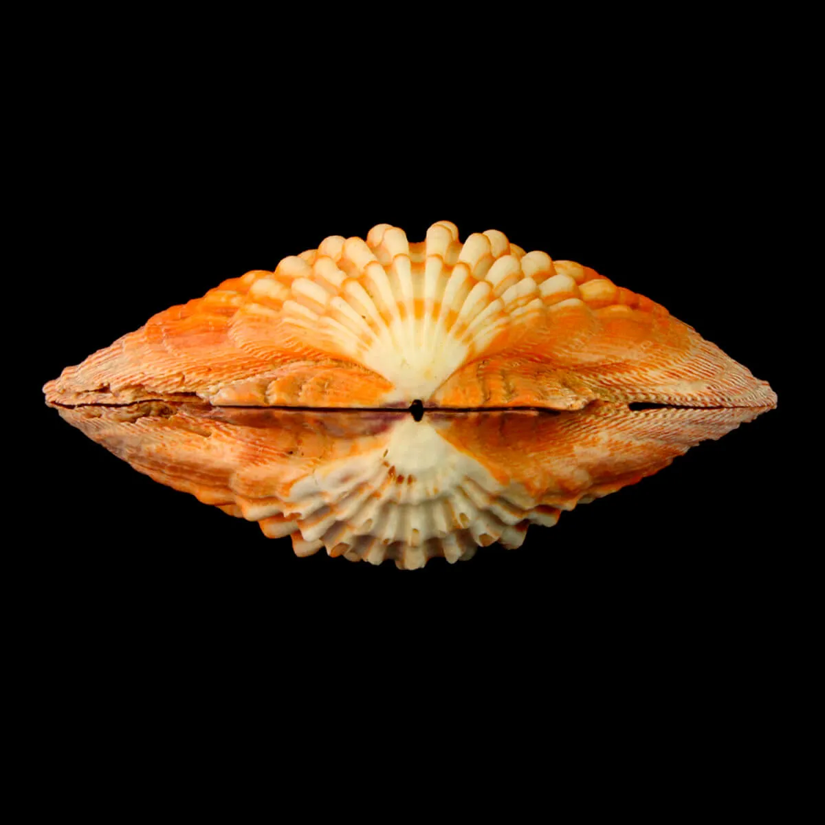 Nodipecten Subnodosus
