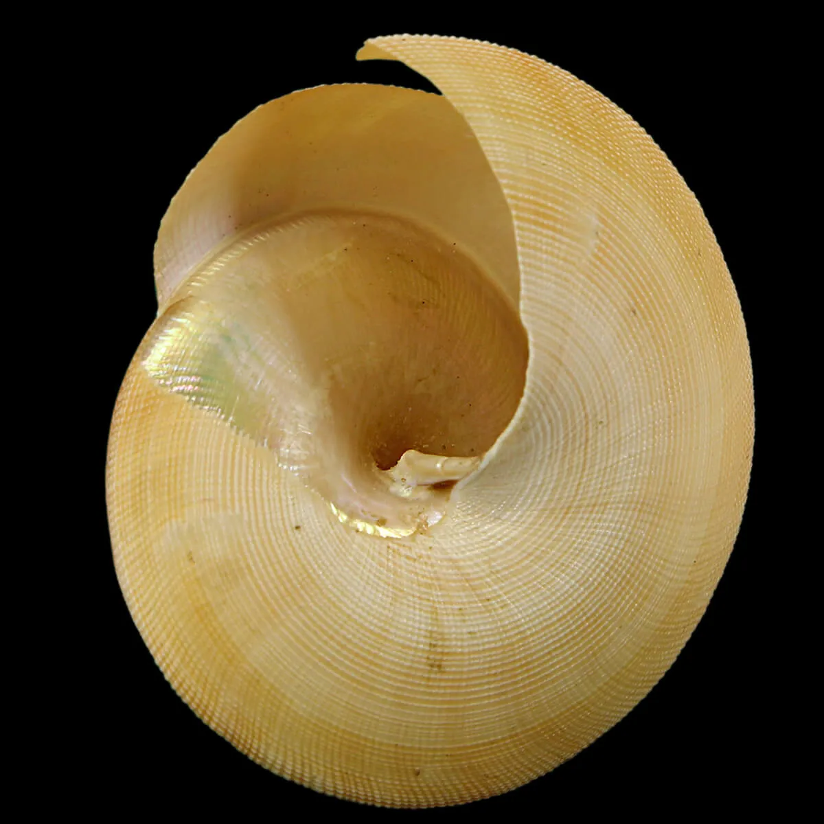 Bayerotrochus Teramachii