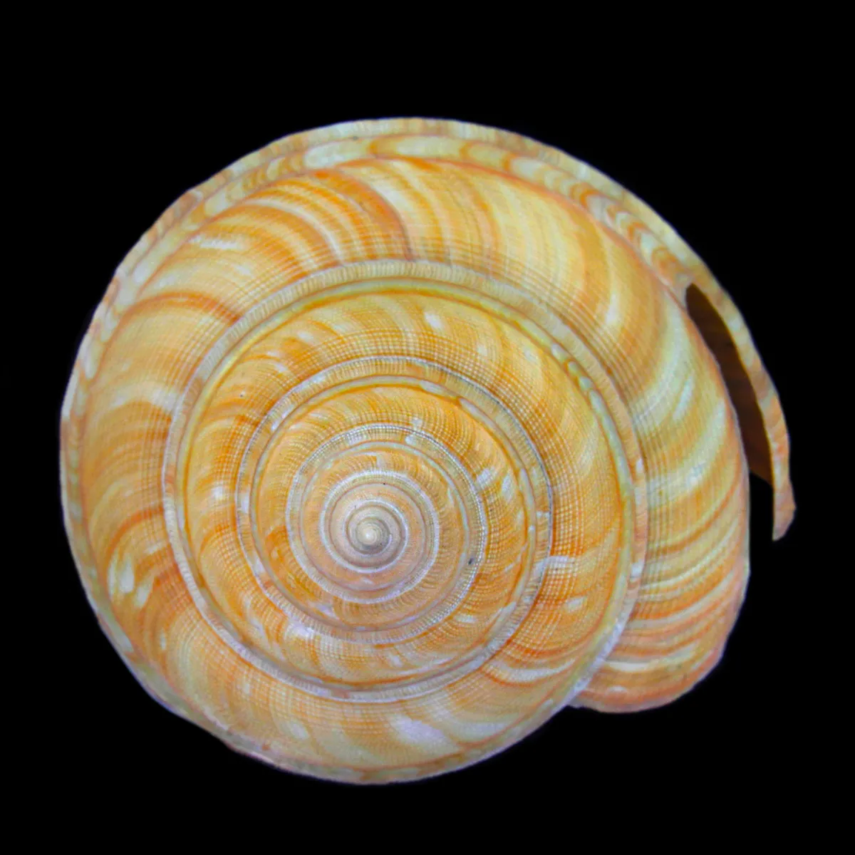 Bayerotrochus Teramachii