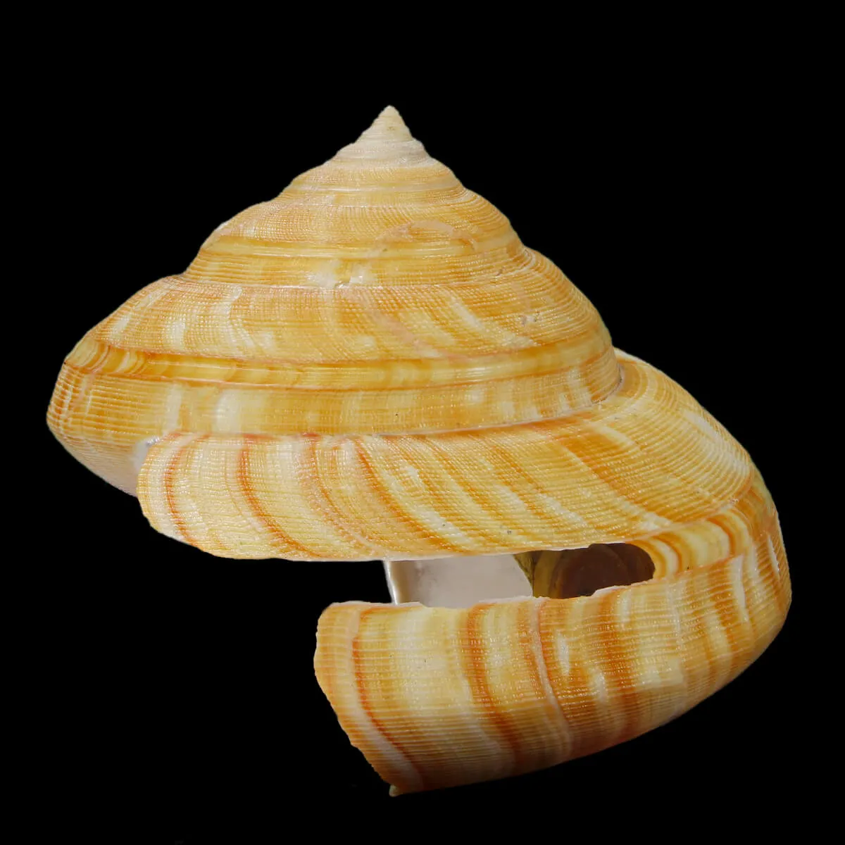 Bayerotrochus Teramachii