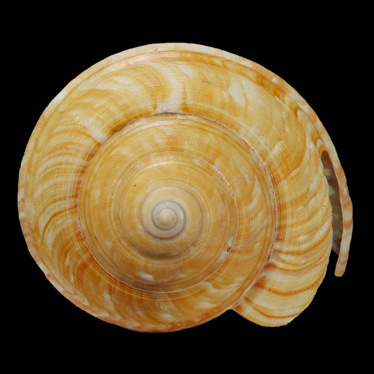 Bayerotrochus Teramachii