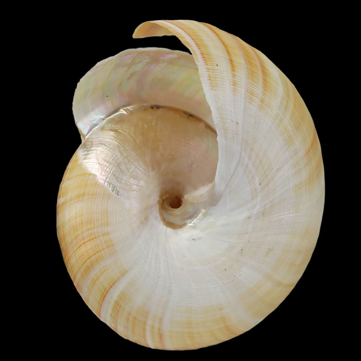 Bayerotrochus Teramachii