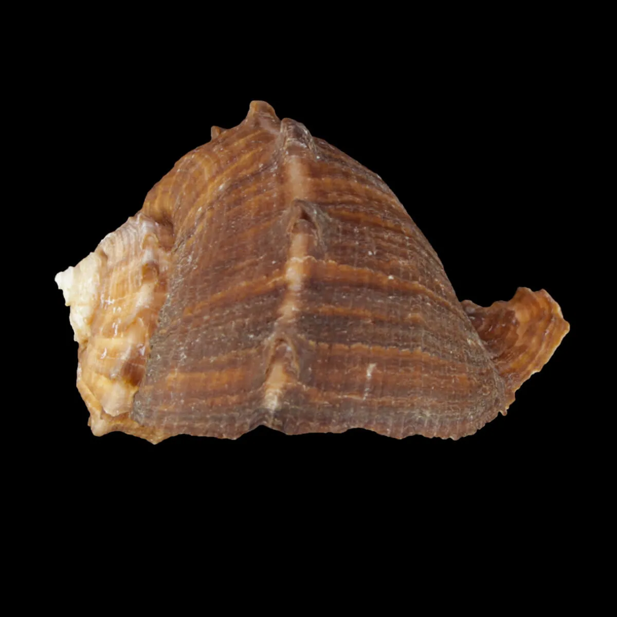 Rapana Rapiformis