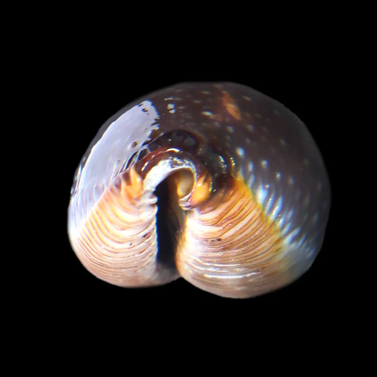 Staphylaea F. Laevigata
