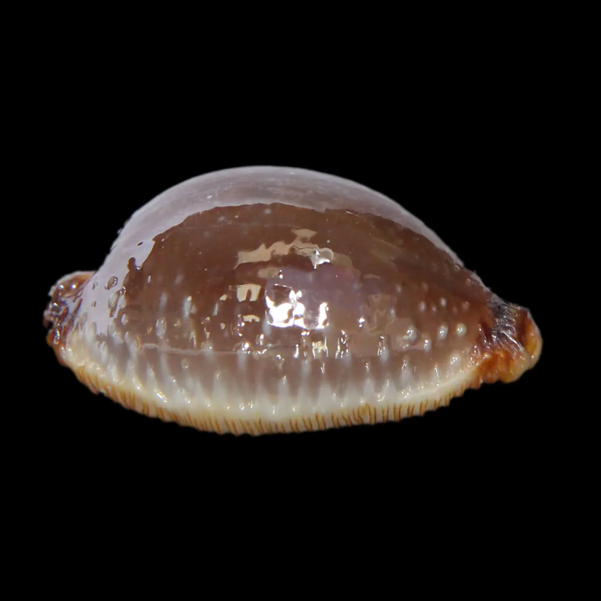 Staphylaea F. Laevigata