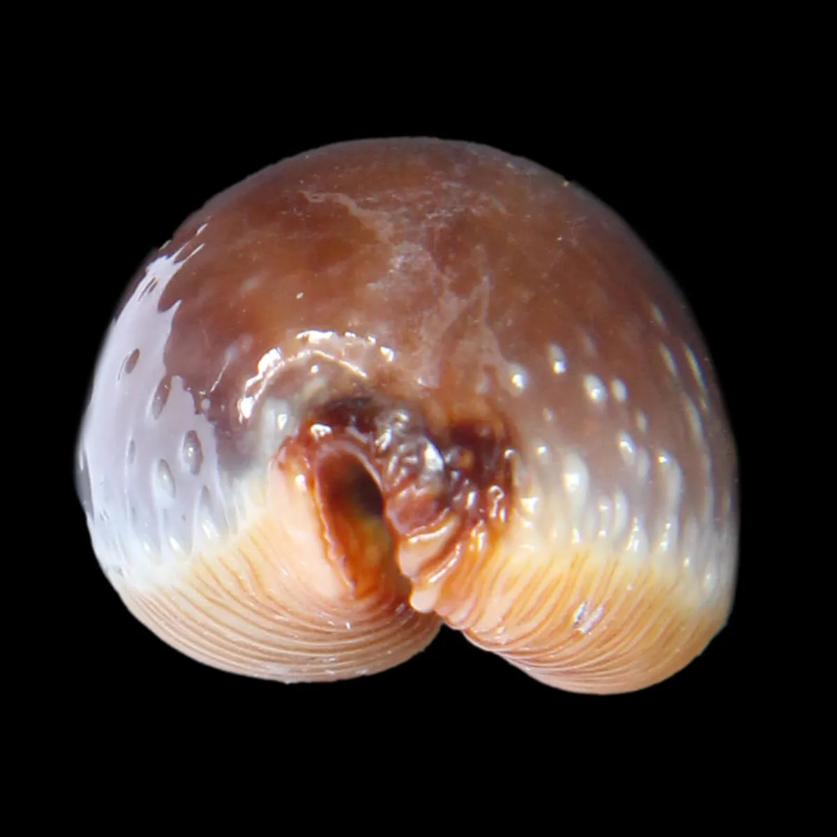 Staphylaea F. Laevigata