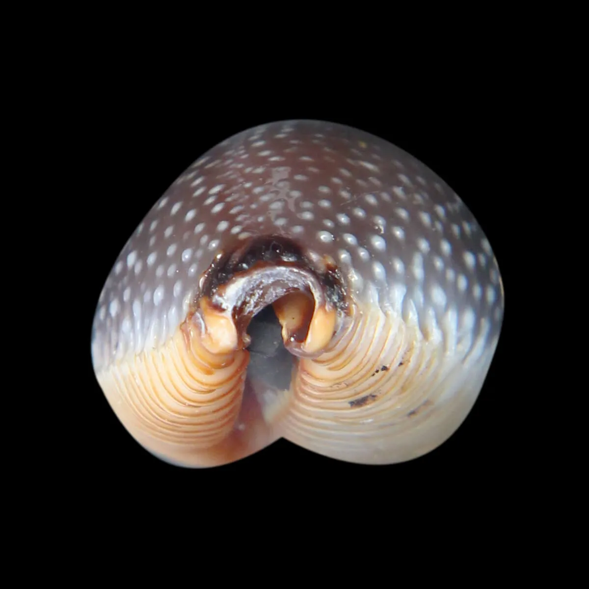 Staphylaea F. Laevigata