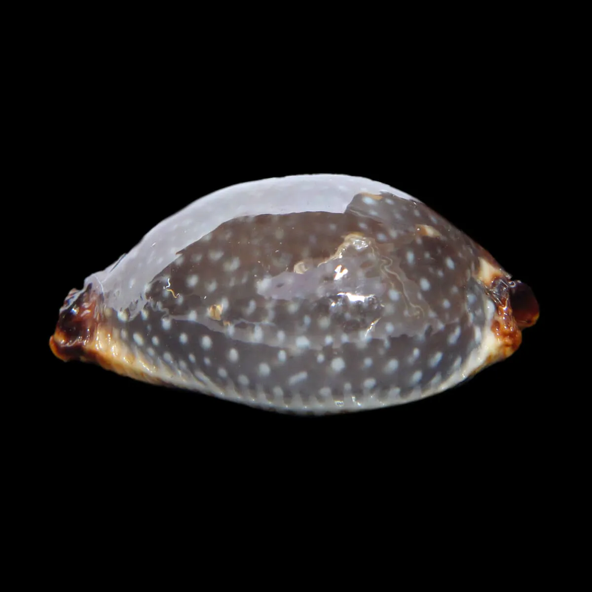 Staphylaea F. Laevigata