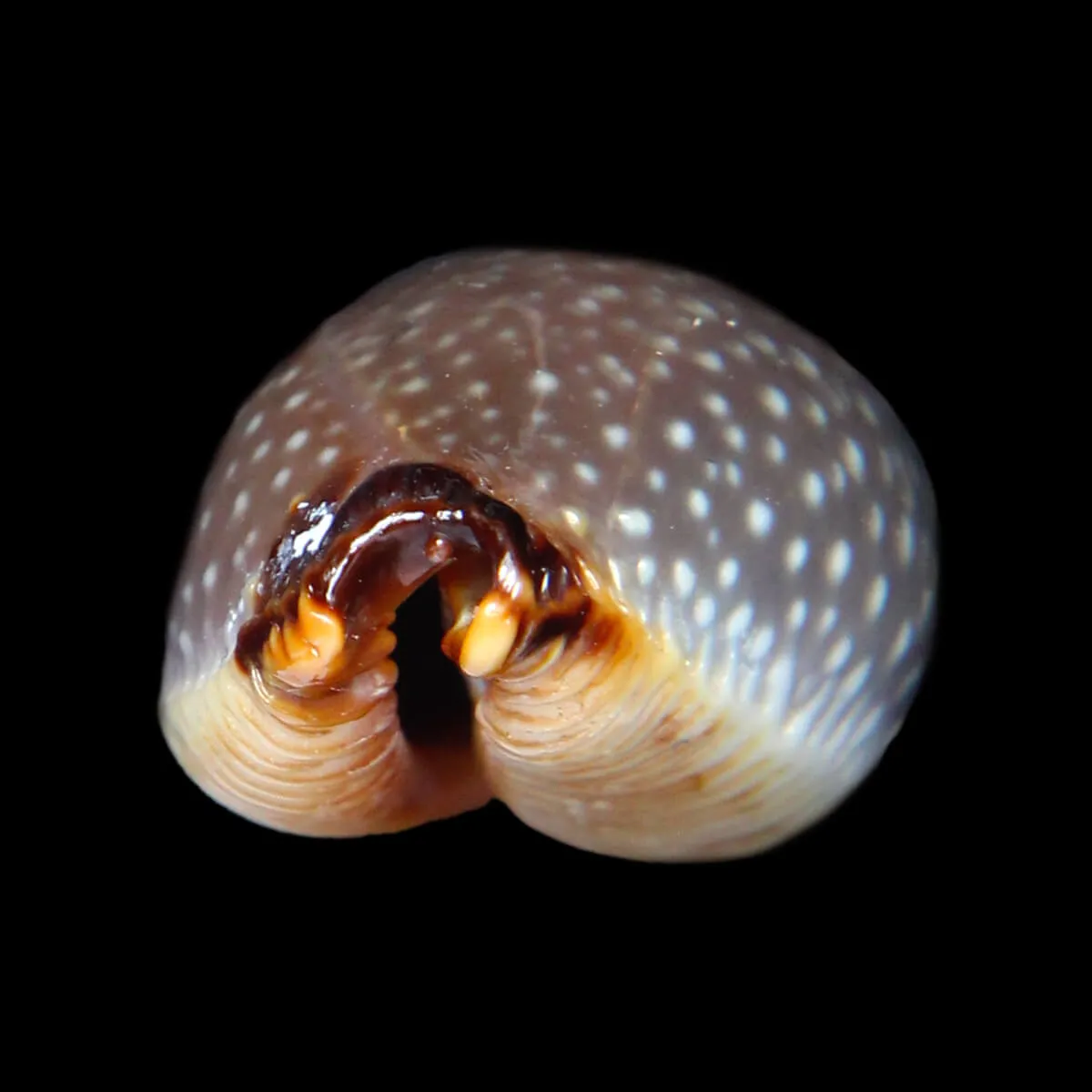 Staphylaea F. Laevigata
