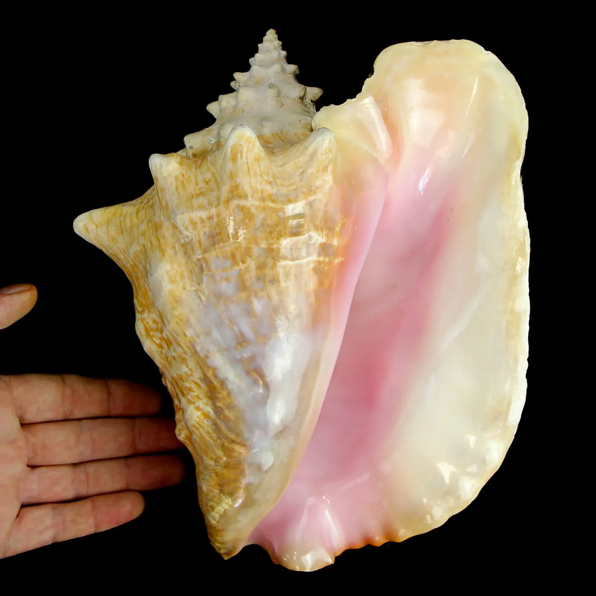 Aliger Gigas
