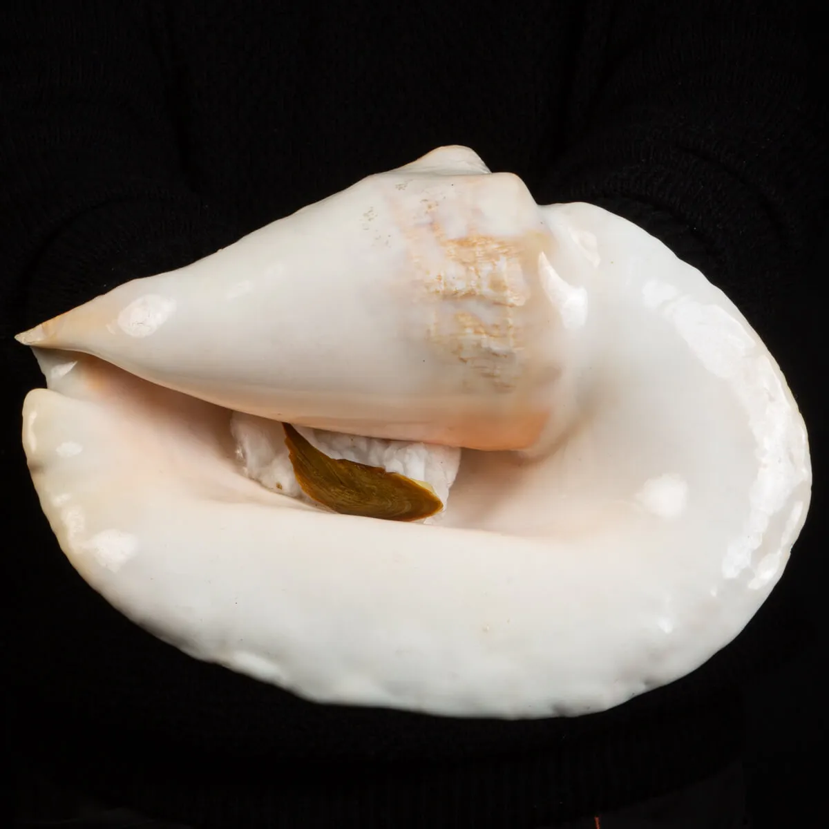 Lobatus Goliath