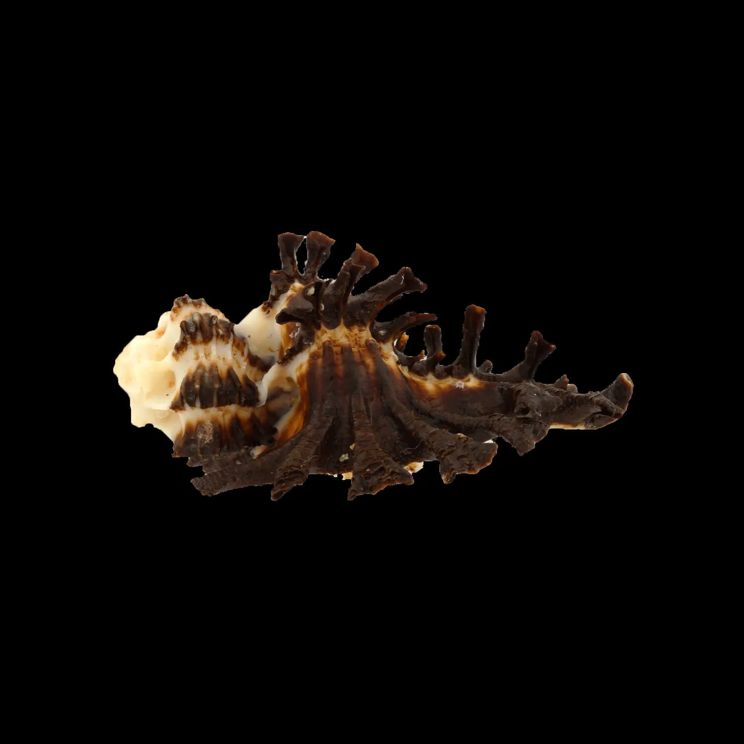 Homalocantha Scorpio