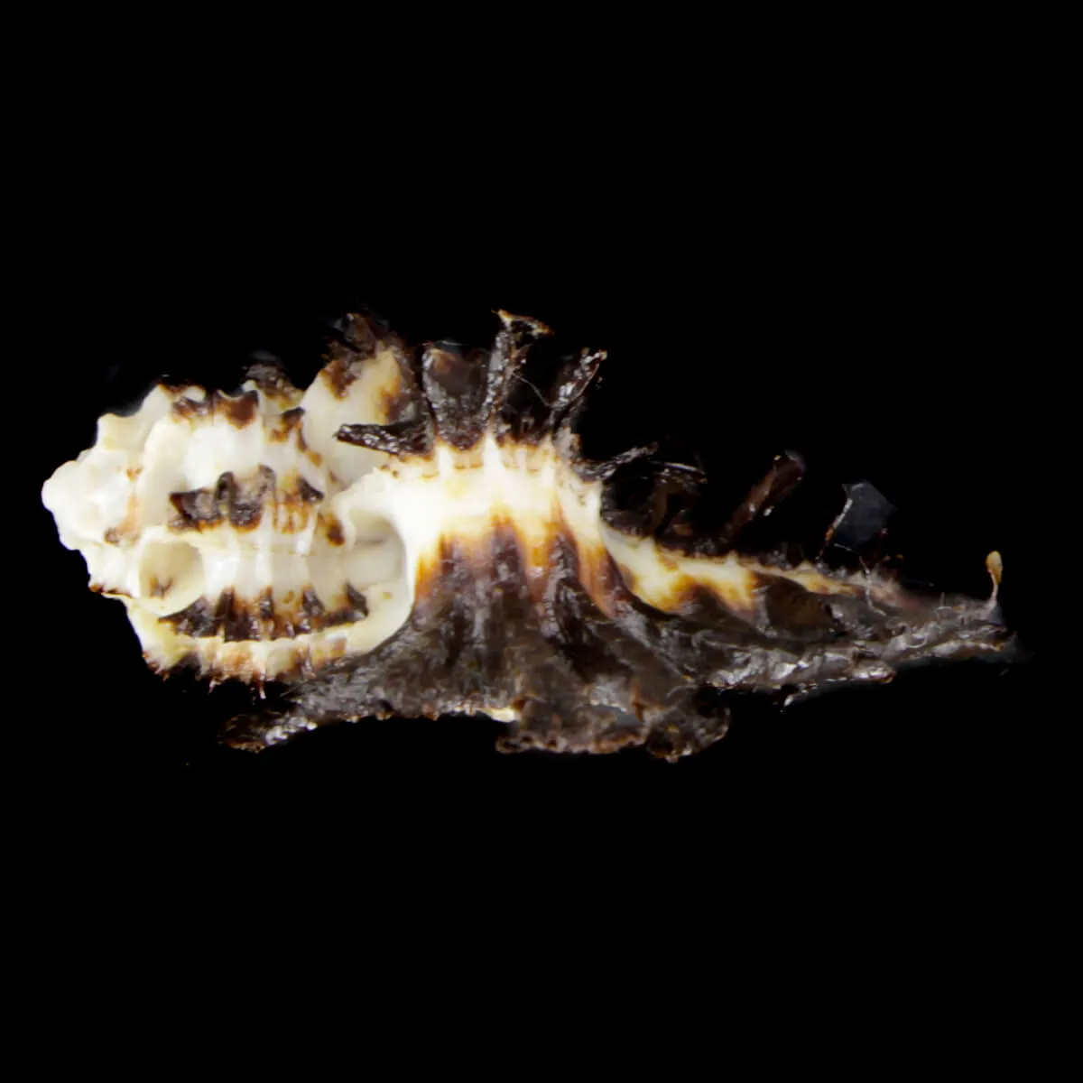 Homalocantha Scorpio