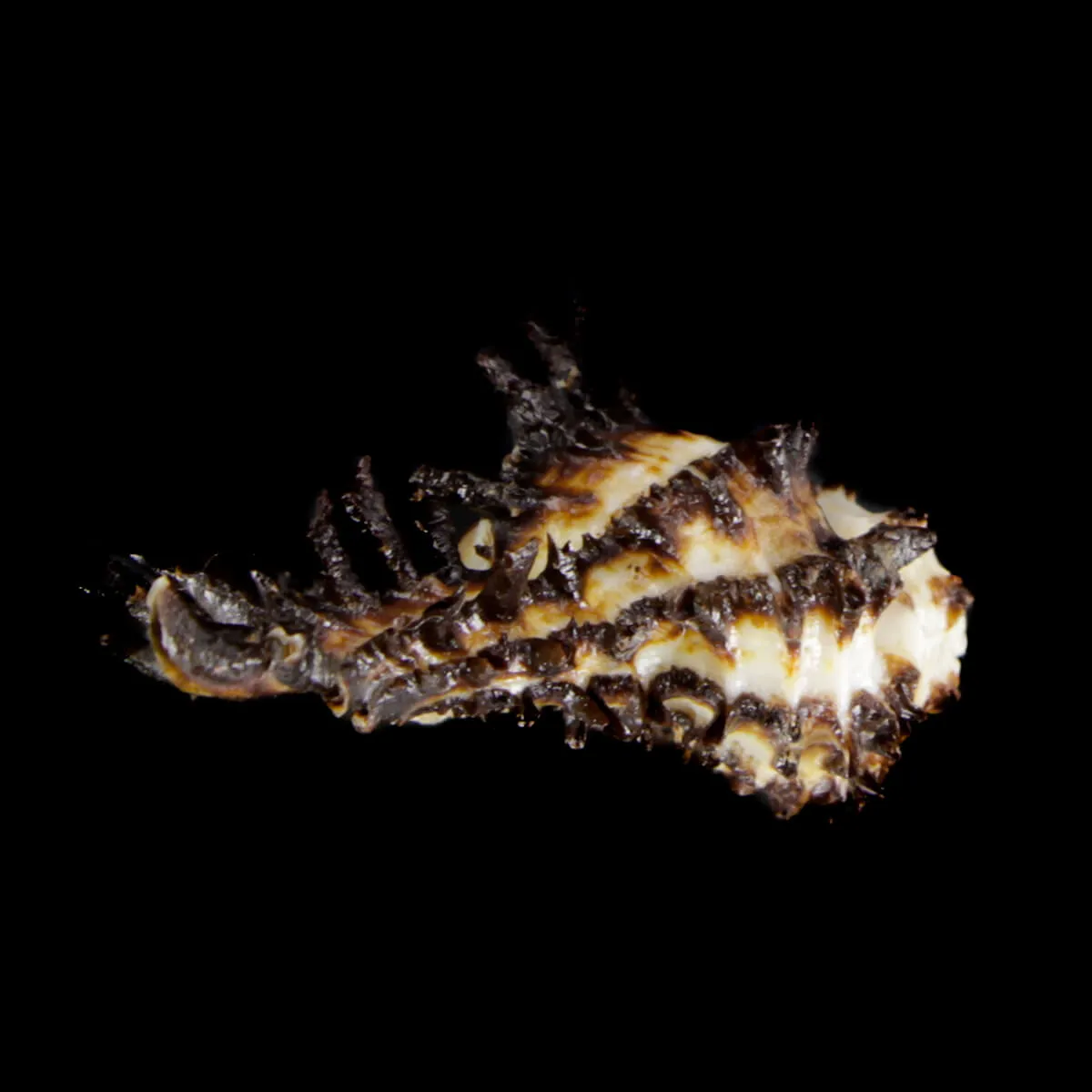 Homalocantha Scorpio