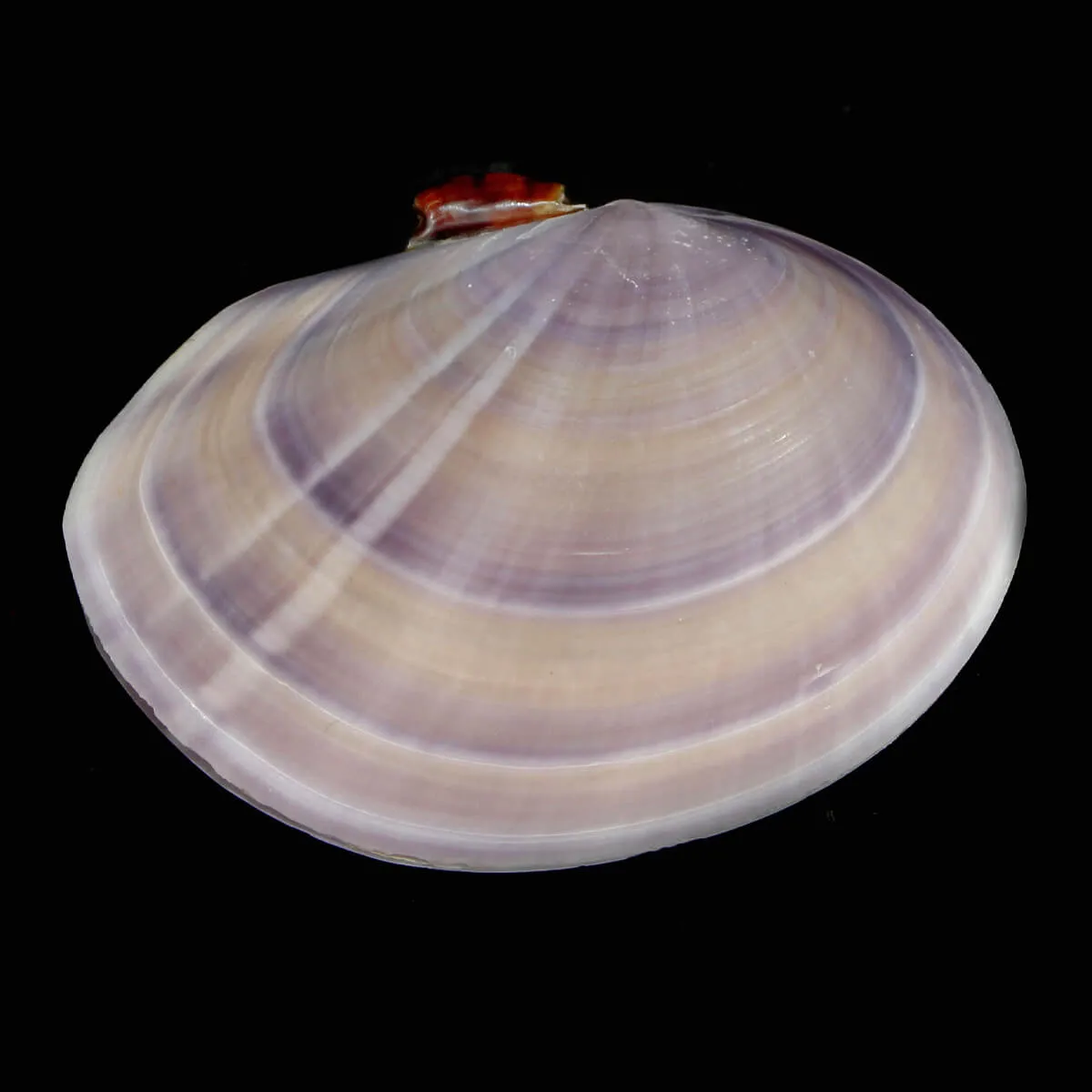 Psammobiidae Nuttallii Nuttallii