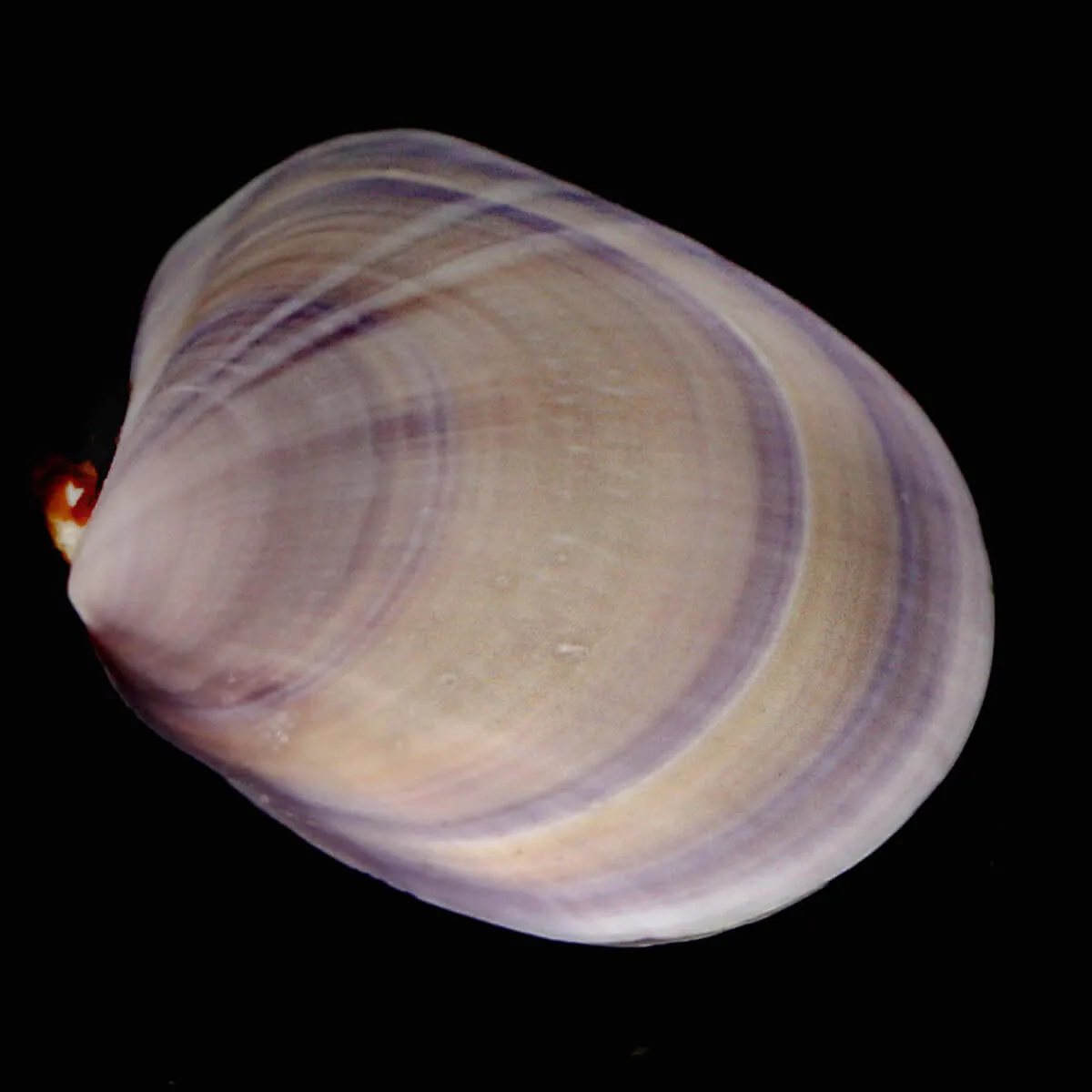 Psammobiidae Nuttallii Nuttallii