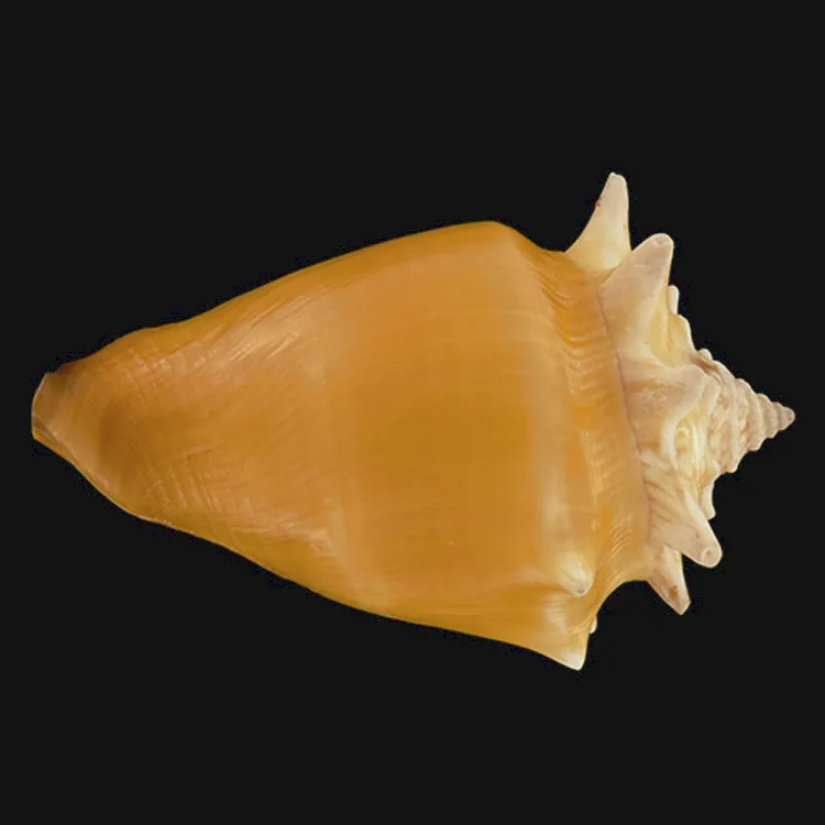 Strombus Pugilis