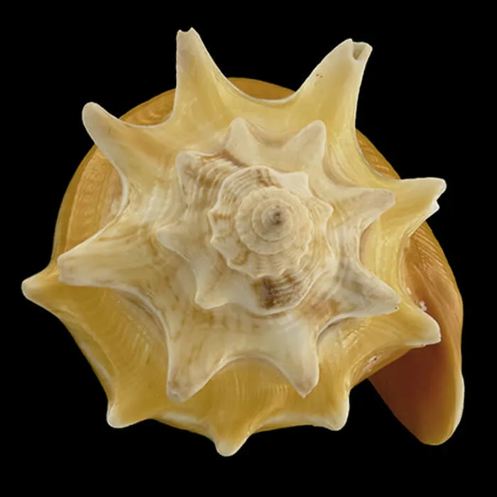Strombus Pugilis